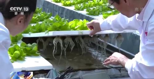科技賦能“菜籃子” 看蔬菜大棚如何變身“綠色車間”，直達(dá)新鮮零售